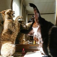 ケンカをしている猫