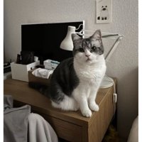 机の上にいる猫
