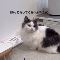 こちらを見つめる猫