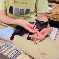 おばあちゃんの膝の上で眠る黒猫の子猫