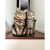 室内にいる猫