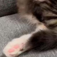 ソファでまどろむ子猫の足元