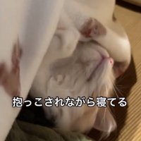 仰向けで眠る猫