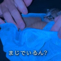 ネットから顔を出す子猫