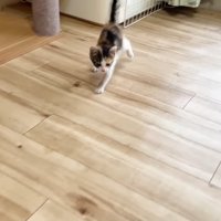 左前足が前