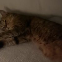 こたつの中の猫