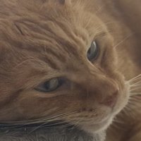口元がゆるんでいる茶トラ