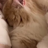 横を向く猫