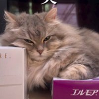 二つのティッシュ箱に乗る猫