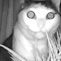 ペットカメラに映る猫