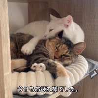 すり寄る猫