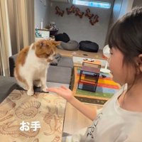 芸をする猫