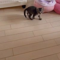 振り向く子猫