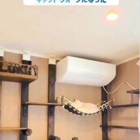 キャットウォークで休んでいる猫
