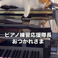 ピアノの上で眠るハチワレ猫