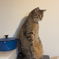 前傾姿勢になる猫