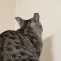 壁を凝視する猫