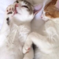 目を開けて前足を舐める三毛猫