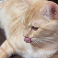 口元を舐める猫