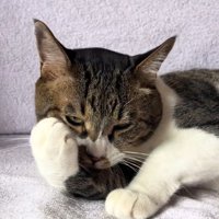 毛づくろいをする猫