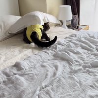 枕の下でじっとしている猫