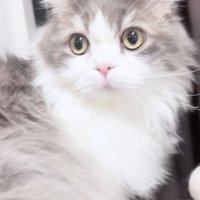 正面を見ているサイベリアンキャット