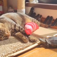 日向ぼっこする猫