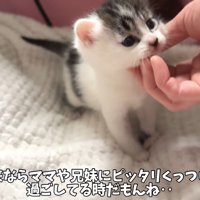テロップ「本来なら～」
