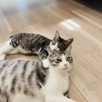 サバ白猫に甘える子猫