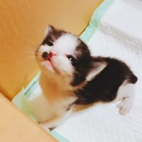 上を向いている黒白模様の子猫