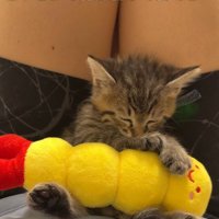 体勢を変えて飼い主の膝の上で眠る子猫