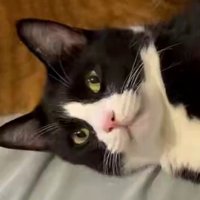 こちらを見つめる猫