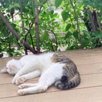 ウッドデッキでくつろぐ猫
