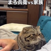 飼い主を見るブラウンクラシックタビー