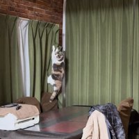 カーテンに爪をかけておりてくる猫
