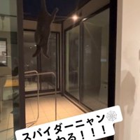 網戸を上る猫