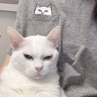 飼い主の服に書かれている猫のイラストとそっくりな表情をしている猫