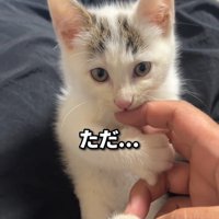 人の指を噛む子猫