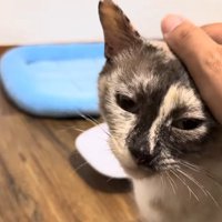 投稿主に撫でられる母猫