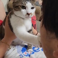 人の顔を触る猫