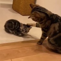 向かい合う2匹の猫