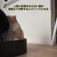 飼い主の頭を噛もうとする猫