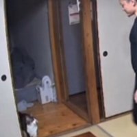 部屋を覗き込む猫