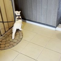 ハーネスとリードを付けた猫