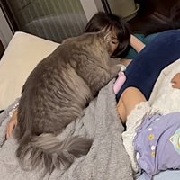 毛づくろい中の猫