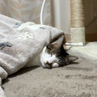 眠る猫