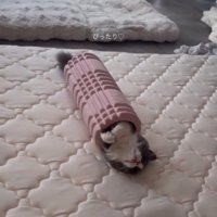 フォームローラーの中に入って、手巻き寿司のようなシルエットになっている猫