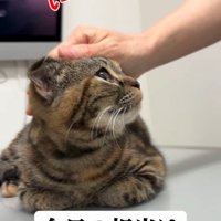 見上げる猫の横顔