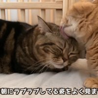 頭を毛づくろいしてもらう猫