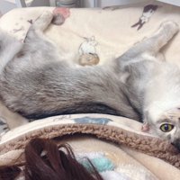 飼い主の膝の上で甘える猫